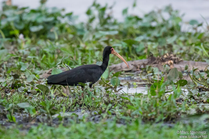 Ibis à face nue