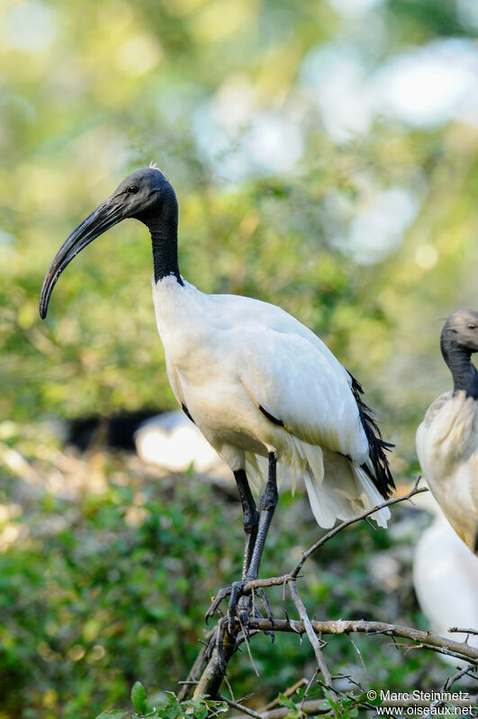 African Sacred Ibis