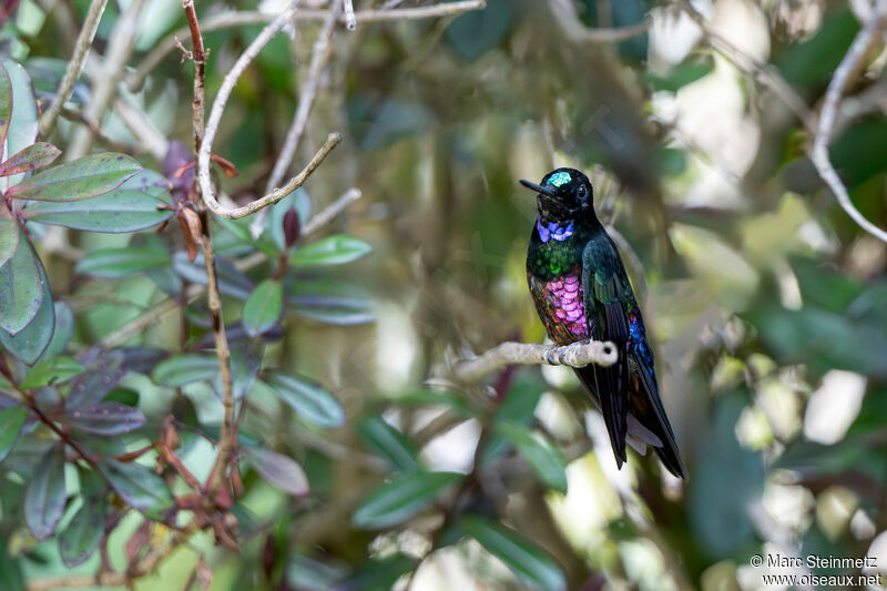 Blue-throated Starfrontlet