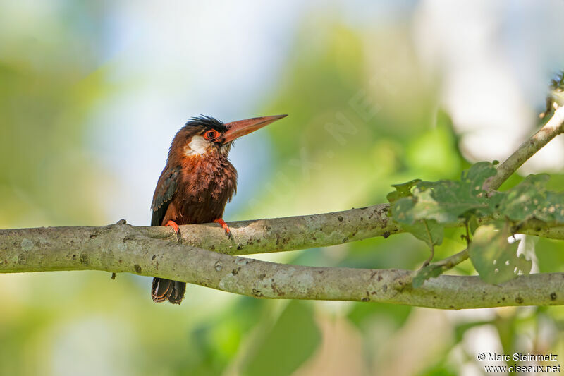 Jacamar oreillard