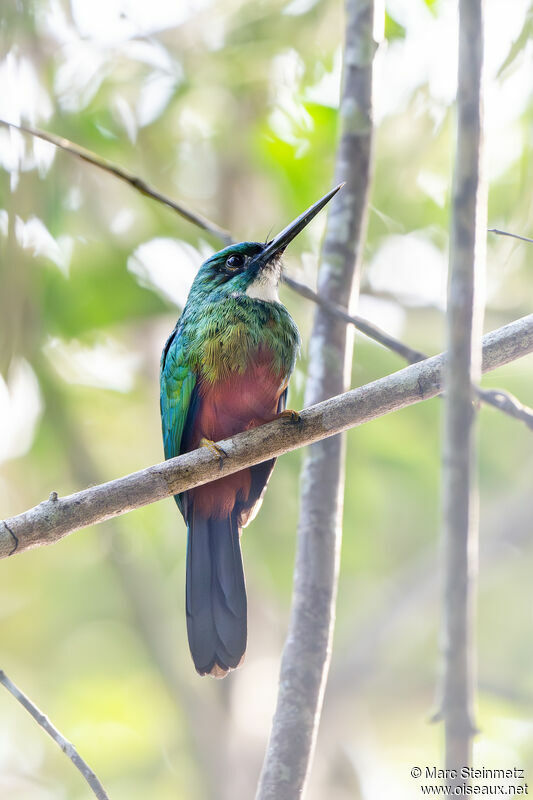 Green-tailed Jacamar