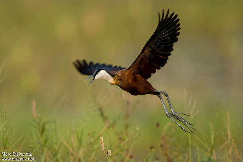 Jacana à poitrine doréeadulte, pigmentation, Vol