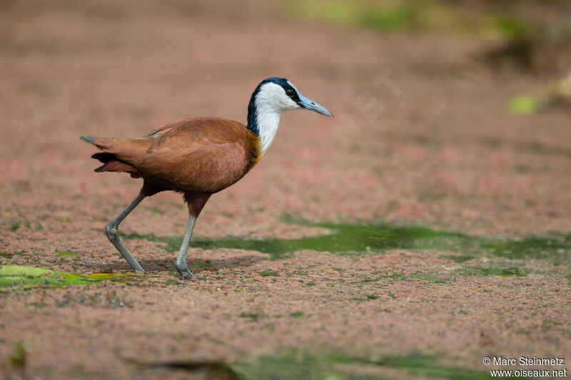 African Jacana