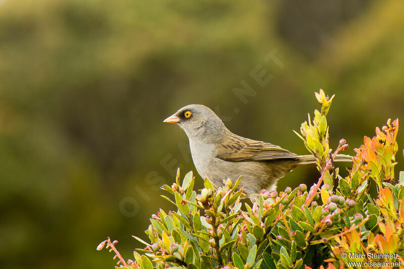 Volcano Junco