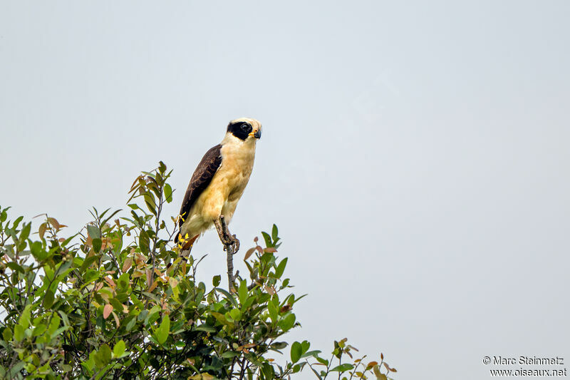 Laughing Falcon