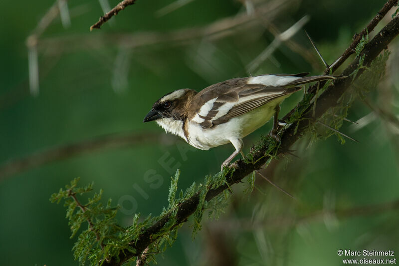 White-browed Sparrow-Weaver