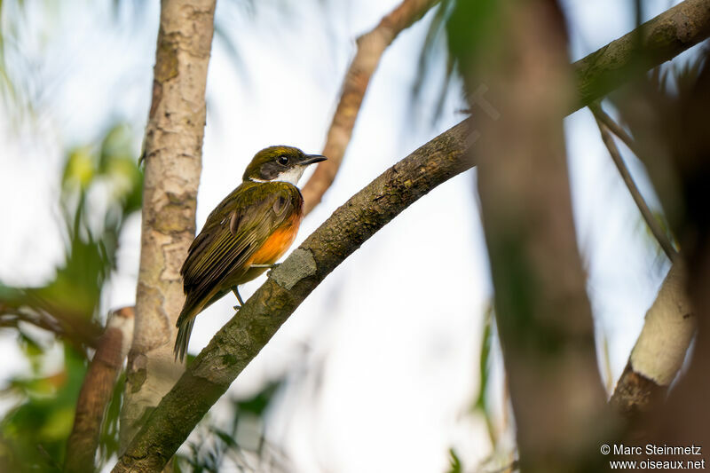 Manakin à bandeau jaune