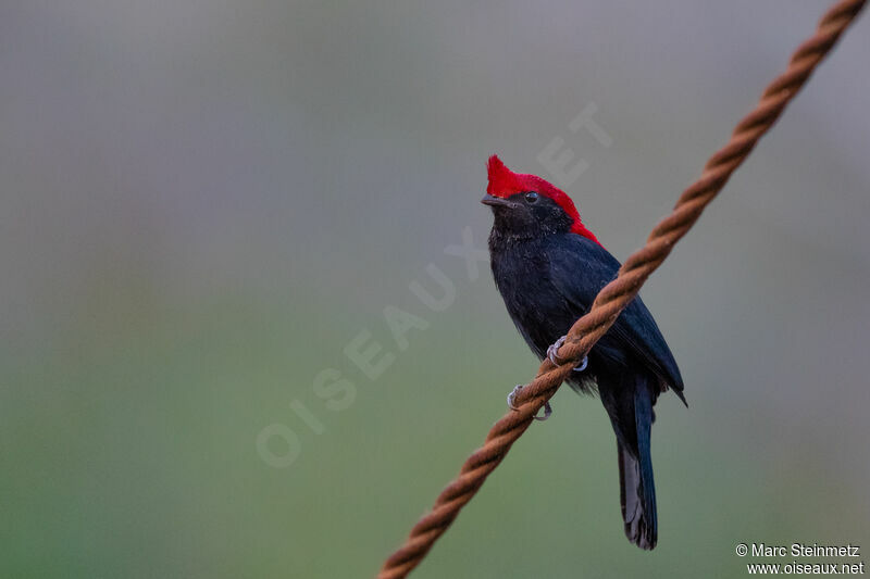 Helmeted Manakin