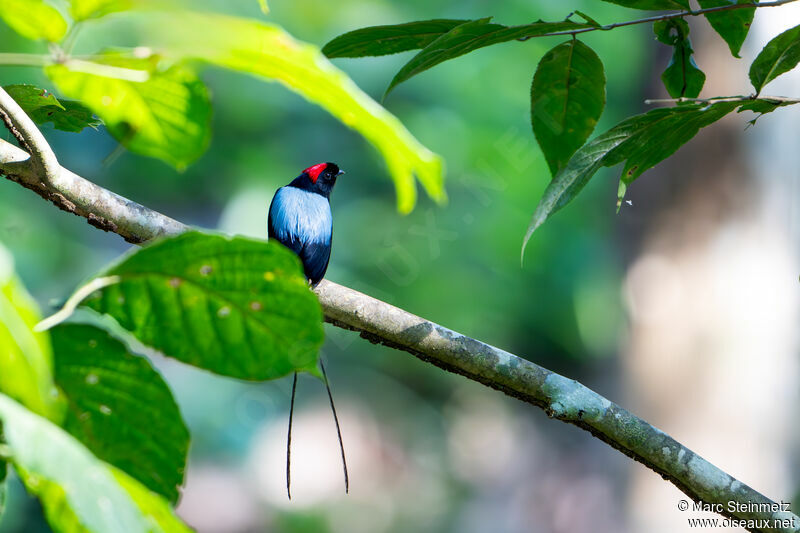 Long-tailed Manakin