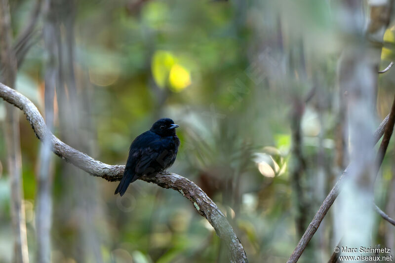 Manakin noir