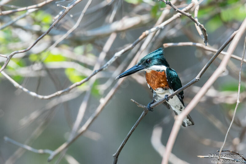 Amazon Kingfisher