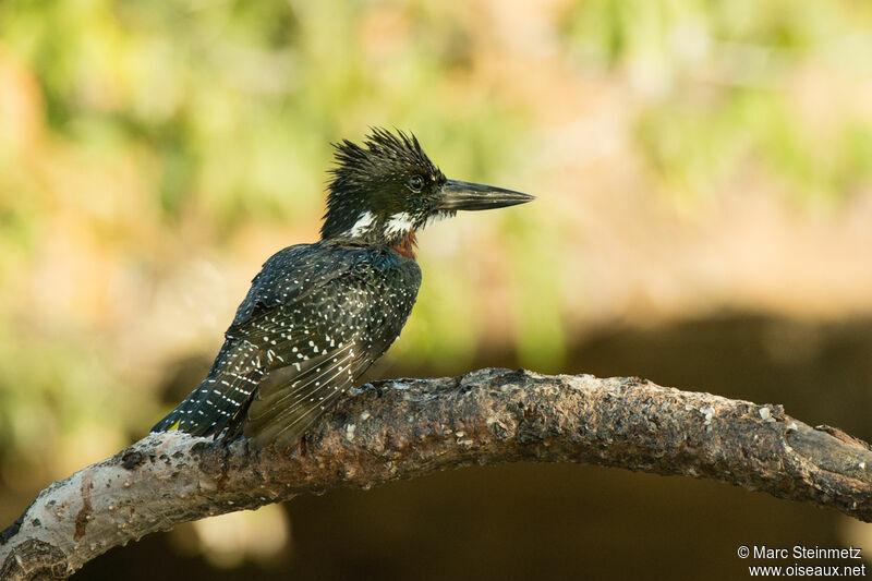 Giant Kingfisher