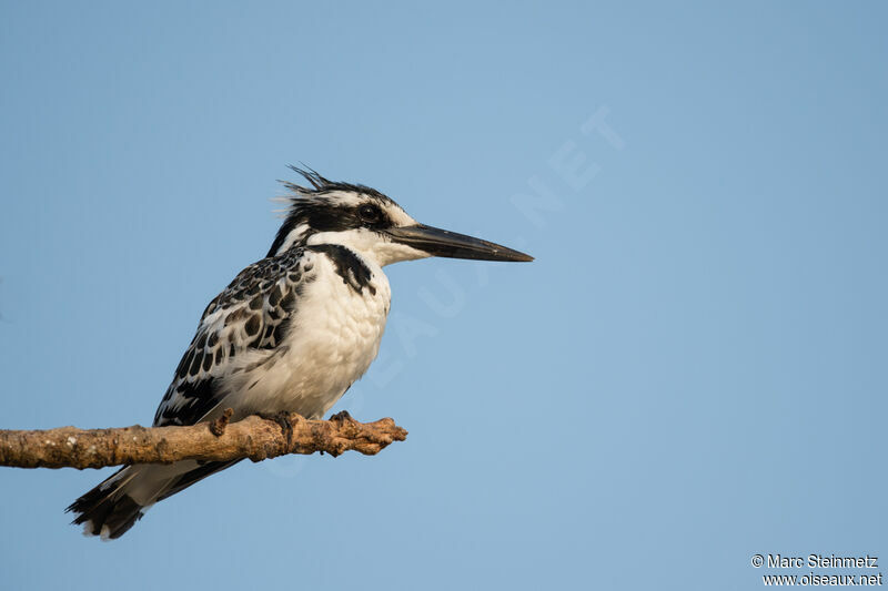 Pied Kingfisher