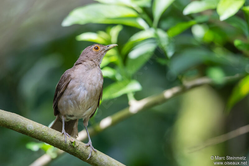 Ecuadorian Thrush