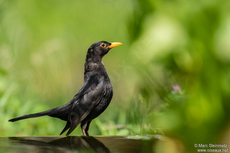 Common Blackbird male