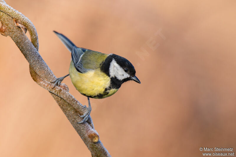 Great Tit