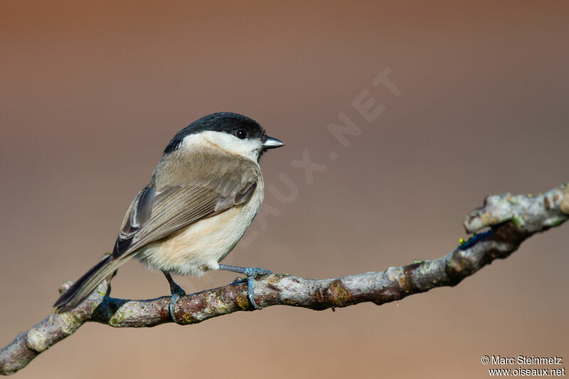 Mésange nonnette