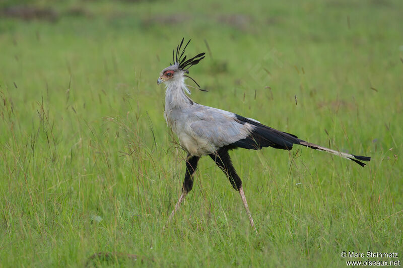 Secretarybird