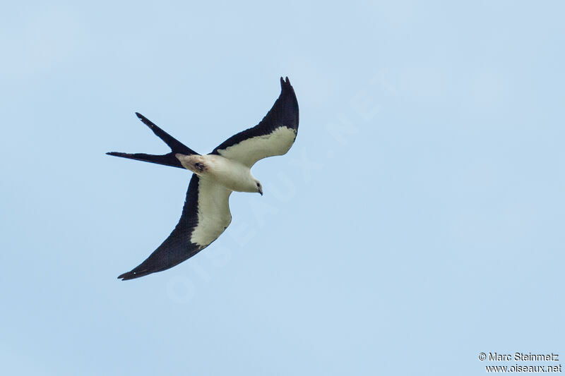 Swallow-tailed Kite