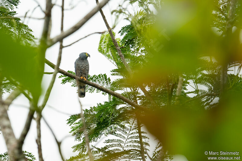 Hook-billed Kite