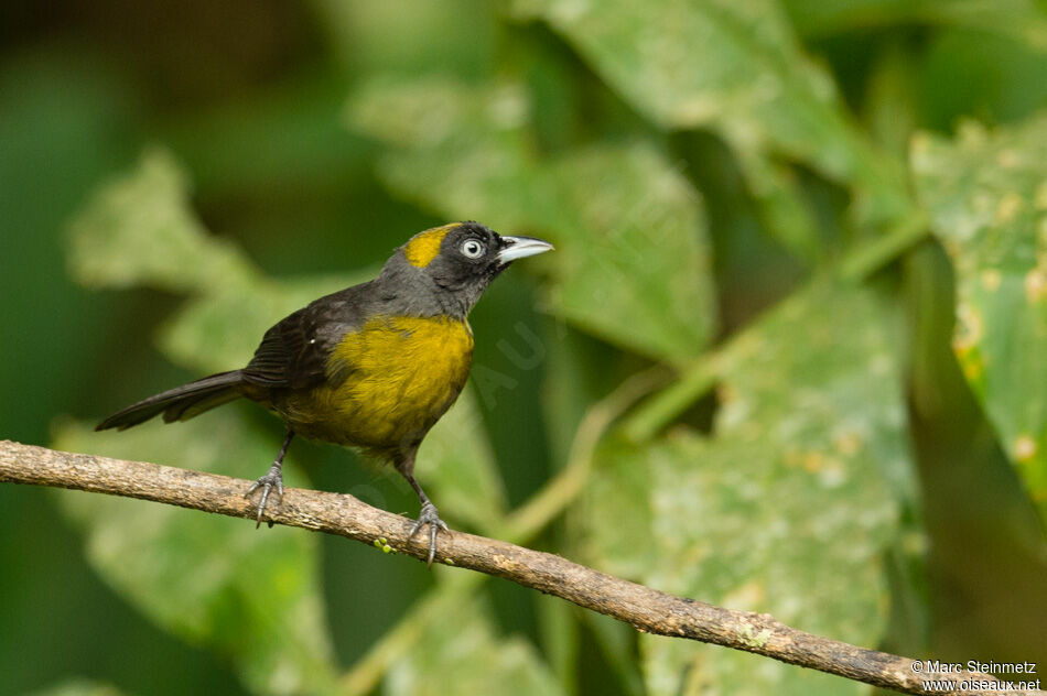 Dusky-faced Tanager