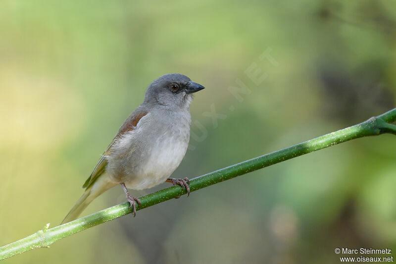 Moineau gris