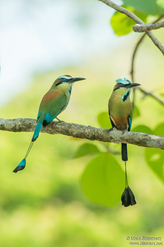 Turquoise-browed Motmot