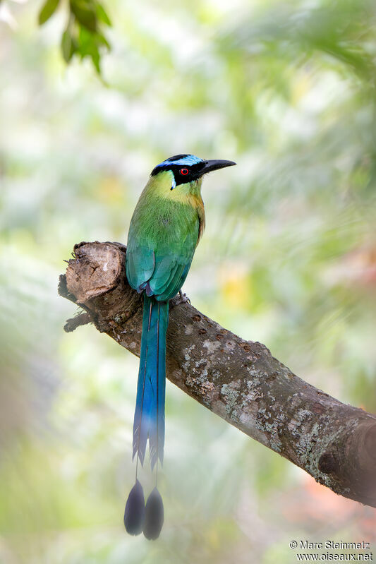 Motmot d'Équateur