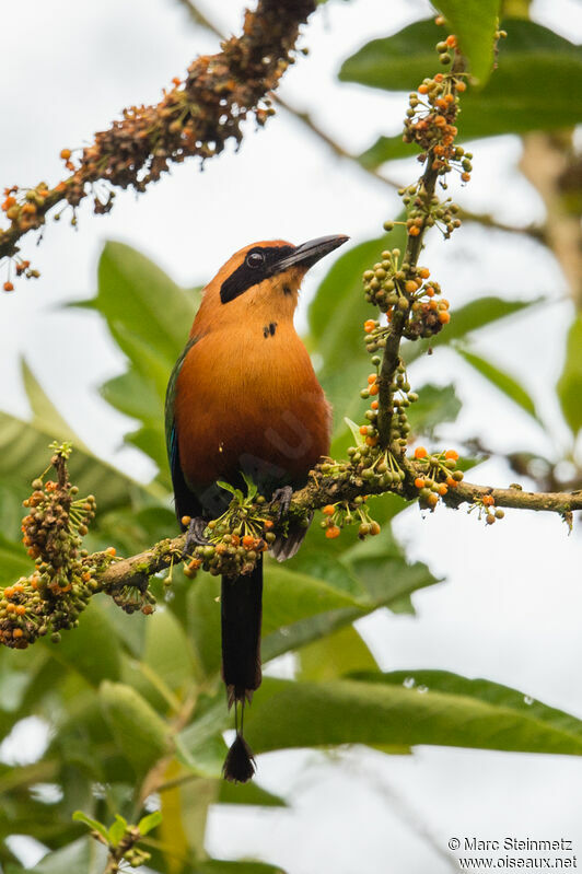 Motmot roux