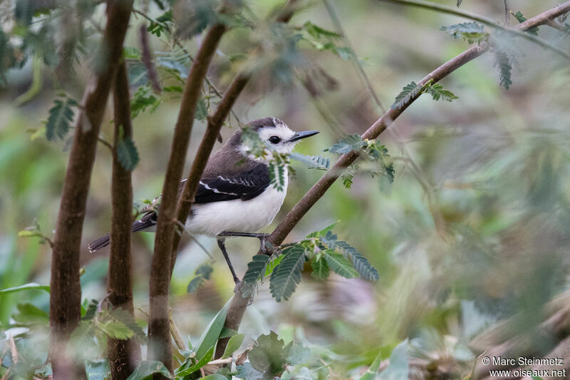 Black-backed Water Tyrant