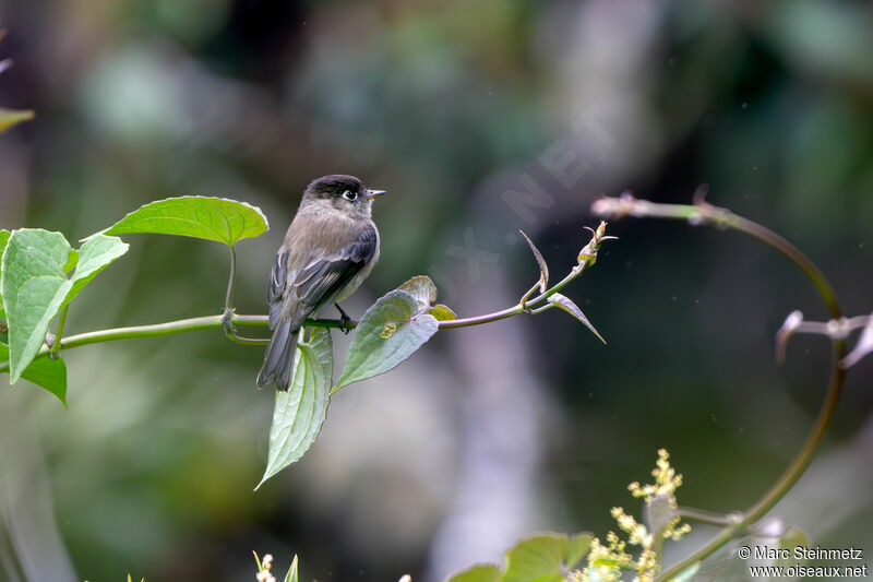 Black-capped Flycatcher