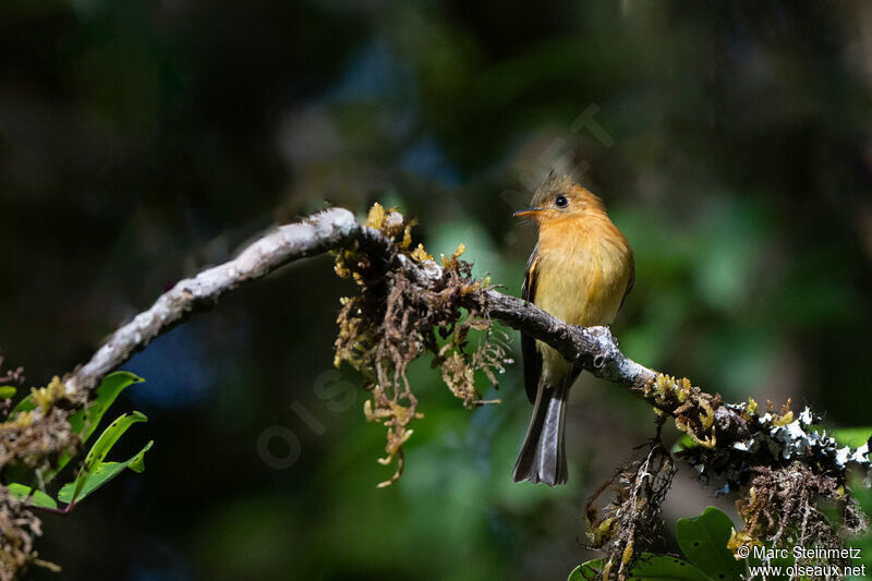 Northern Tufted Flycatcher