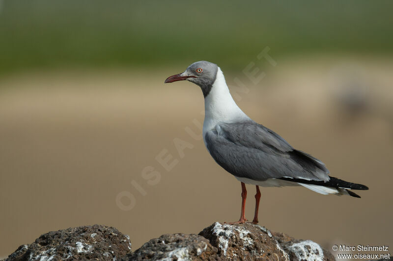 Mouette à tête grise