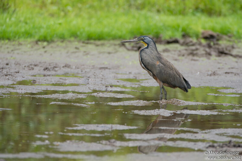 Bare-throated Tiger Heron