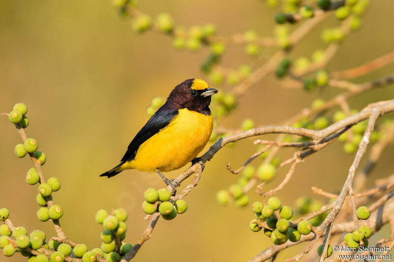 Purple-throated Euphonia male