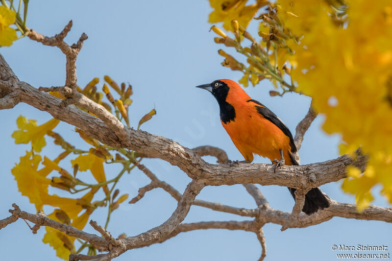 Oriole à dos orange