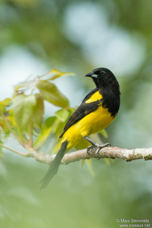 Oriole monacal mâle adulte