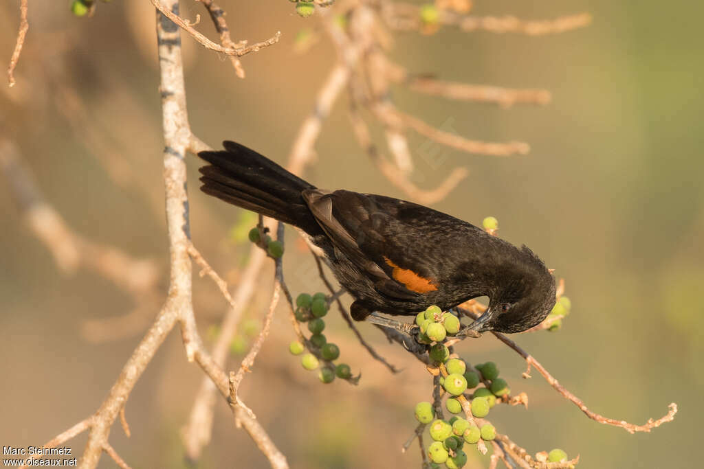 Variable Oriole