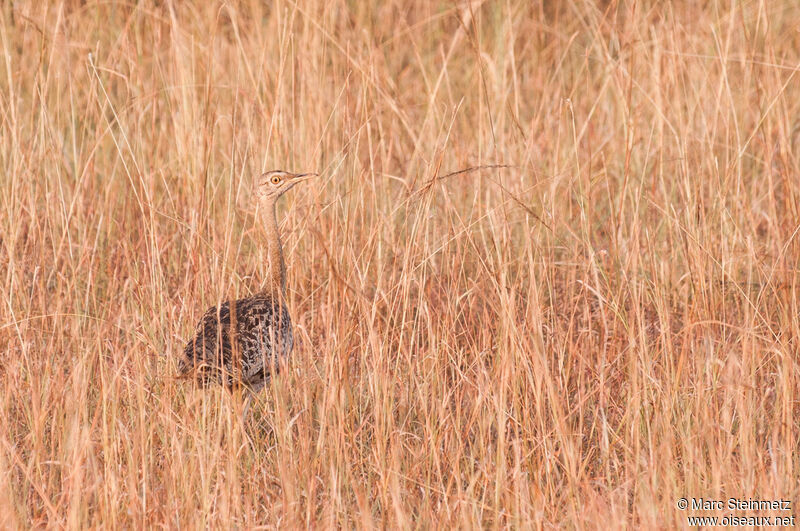 Black-bellied Bustard