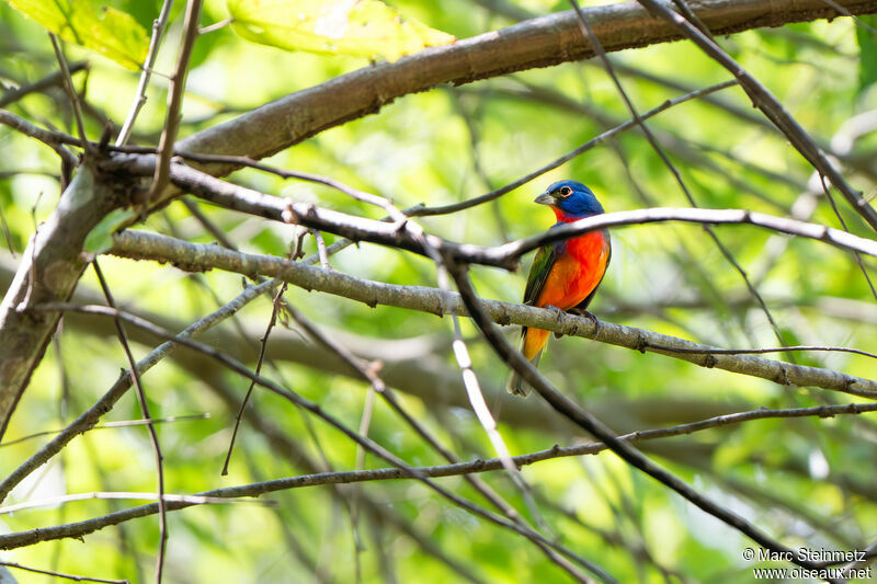 Passerin nonpareil