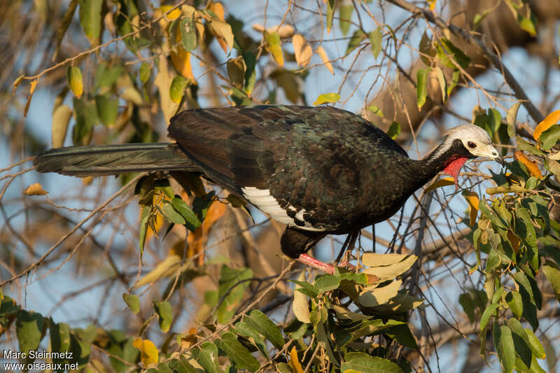 Red-throated Piping Guanadult, habitat, pigmentation