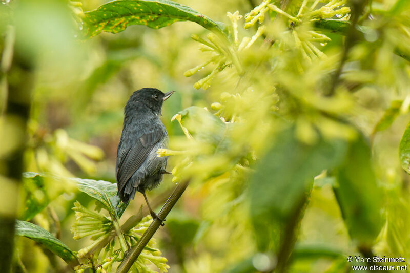 Slaty Flowerpiercer