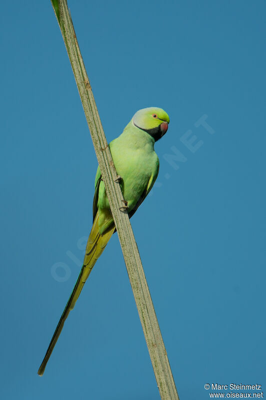 Rose-ringed Parakeet