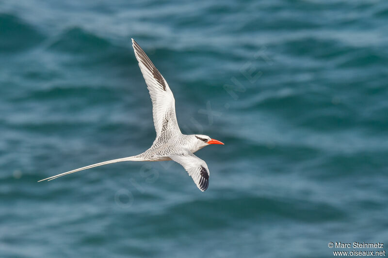 Phaéton à bec rouge