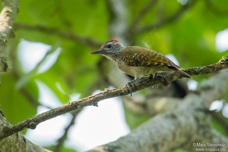 Speckle-breasted Woodpecker