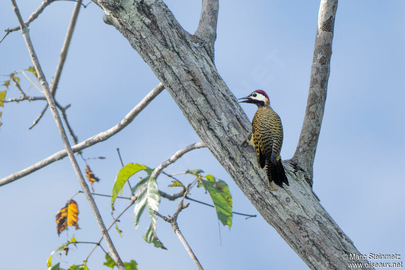 Spot-breasted Woodpecker