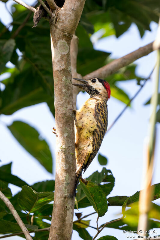 Spot-breasted Woodpecker