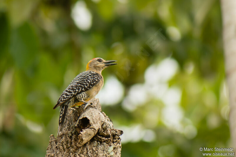 Hoffmann's Woodpecker male