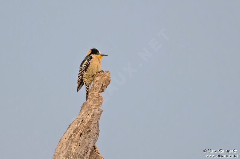 White-fronted Woodpecker