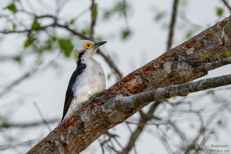 White Woodpecker